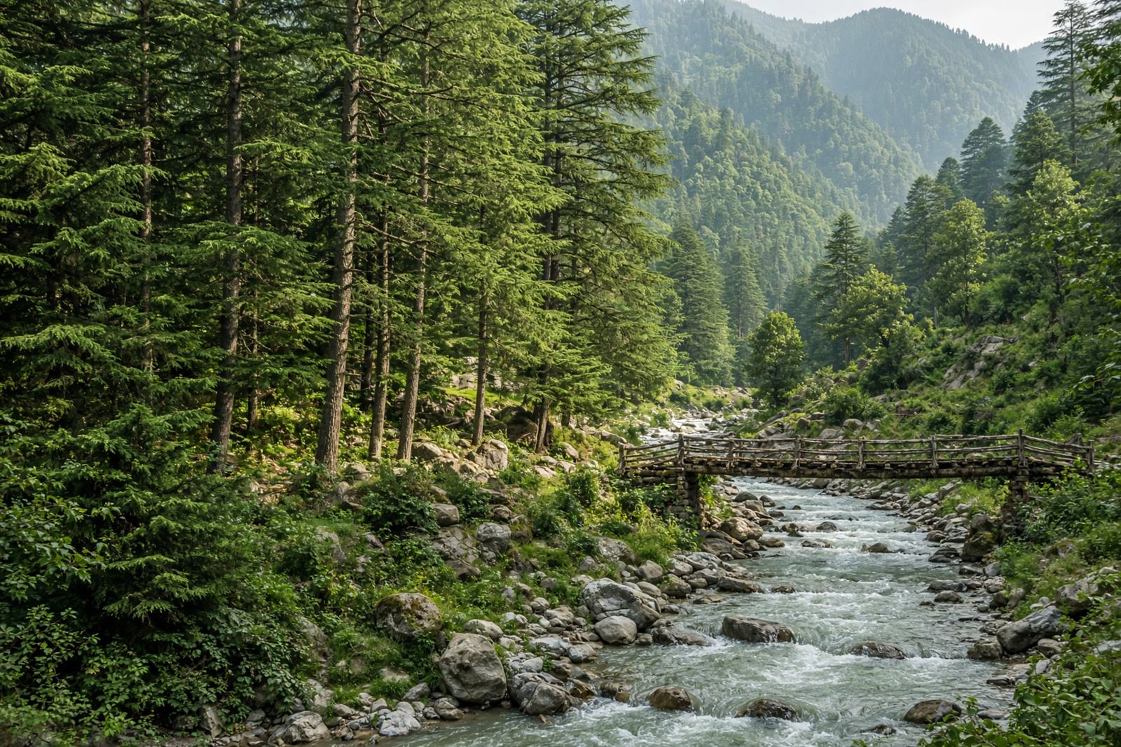 Cedar forest and river near Jibhi